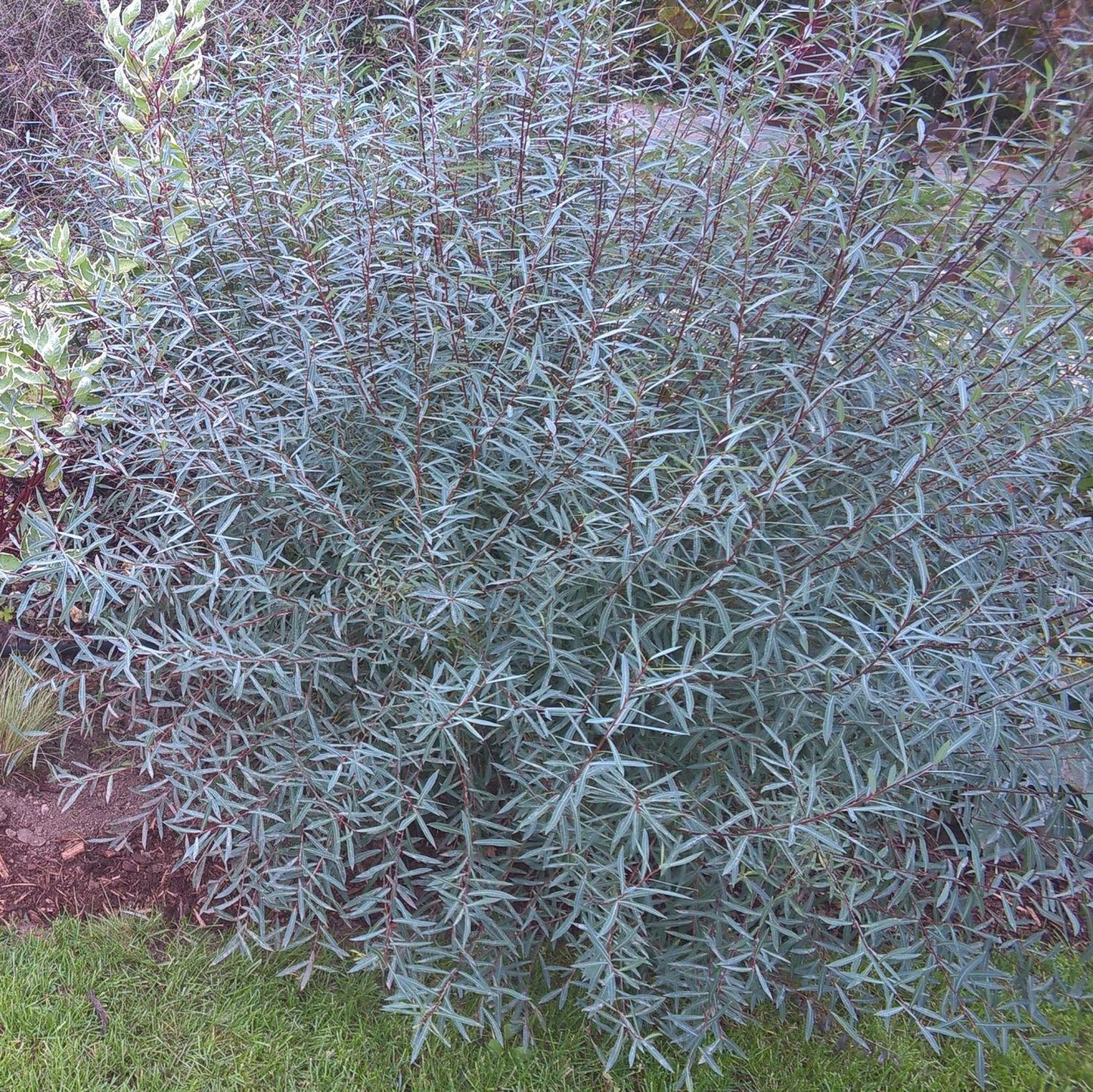 Salix Purpurea Nana - View 11 from www redcrocus com