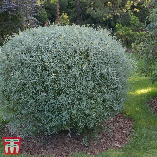 Salix Purpurea Nana - View 12 from www redcrocus com