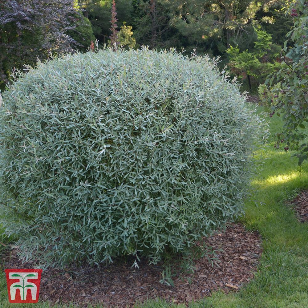 Salix Purpurea Nana - View 12 from www redcrocus com