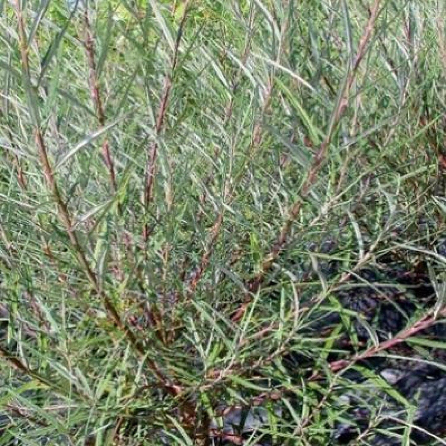 Salix Purpurea Nana - View 13 from www redcrocus com