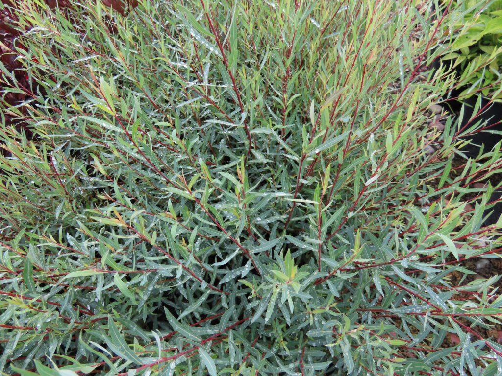 Salix Purpurea Nana - View 14 from www redcrocus com
