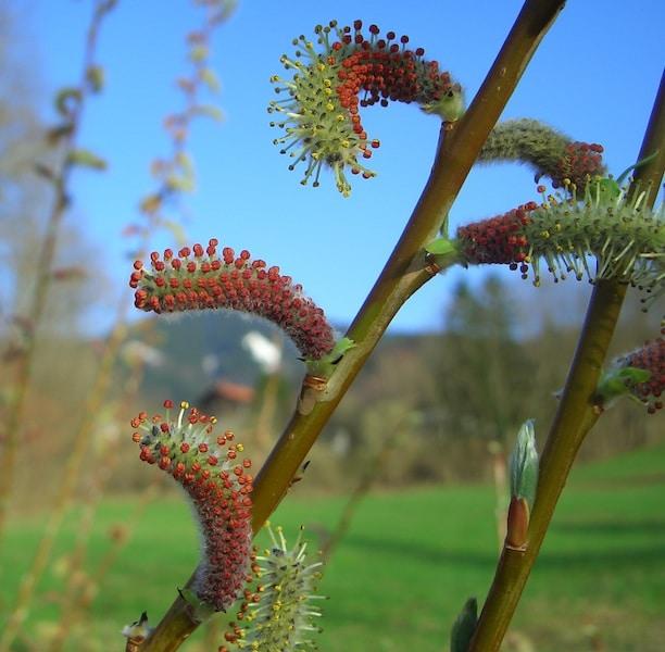 Salix Purpurea Nana - View 17 from www redcrocus com