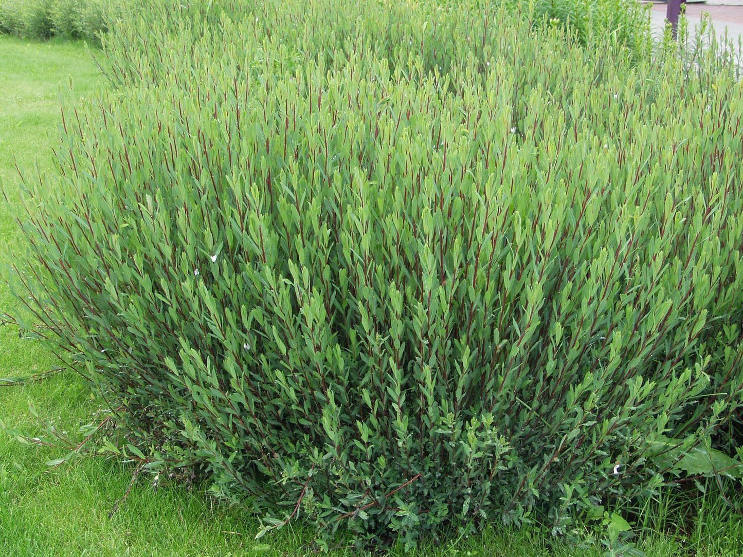 Salix Purpurea Nana - View 18 from www redcrocus com