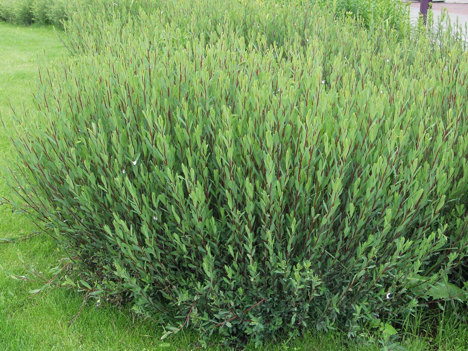 Salix Purpurea Nana - View 18 from www redcrocus com
