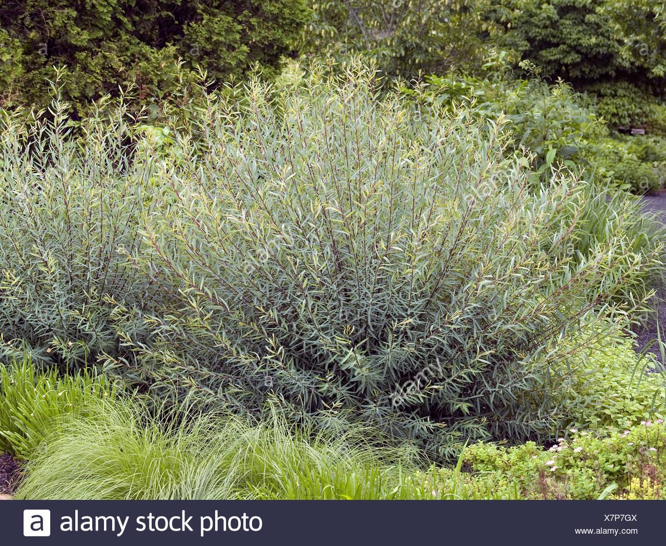 Salix Purpurea Nana - View 19 from www redcrocus com
