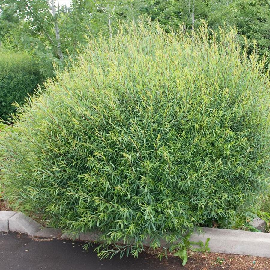Salix Purpurea Nana - View 1 from www redcrocus com