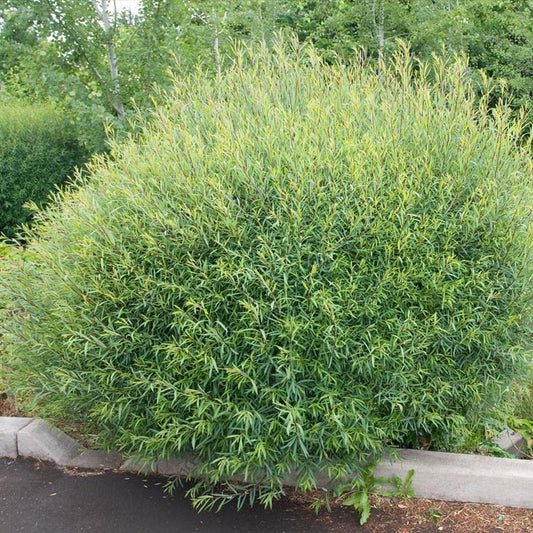 Salix Purpurea Nana - View 1 from www redcrocus com