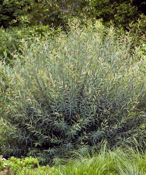 Salix Purpurea Nana - View 2 from www redcrocus com