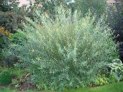 Salix Purpurea Nana - View 2 from www redcrocus com