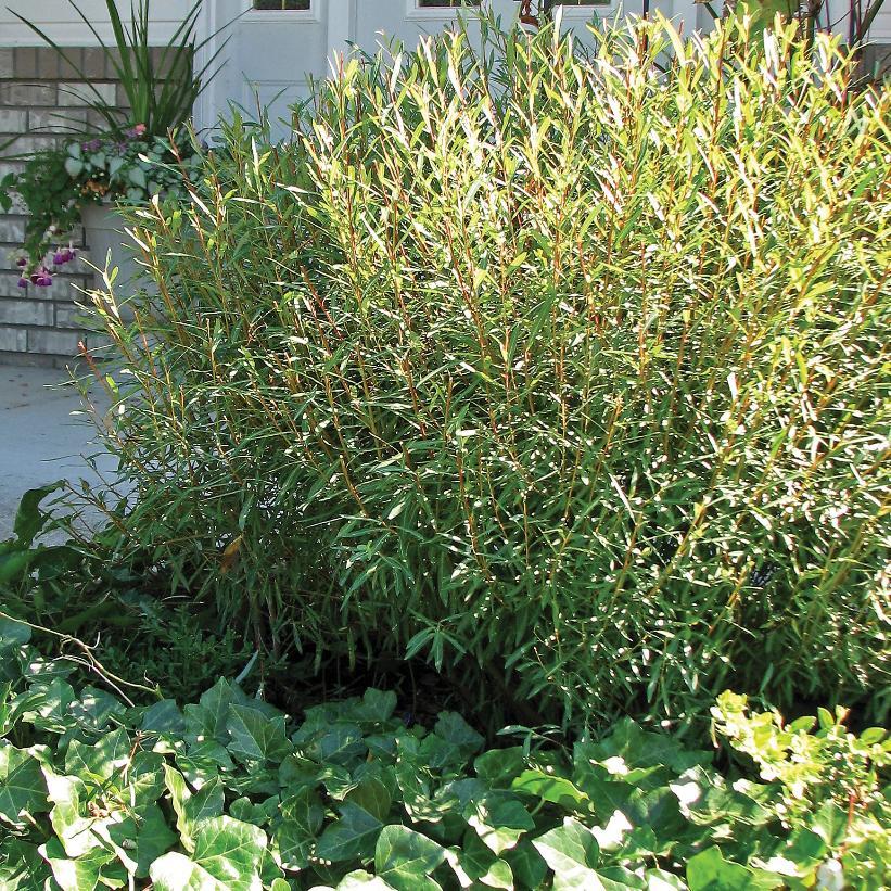 Salix Purpurea Nana - View 6 from www redcrocus com