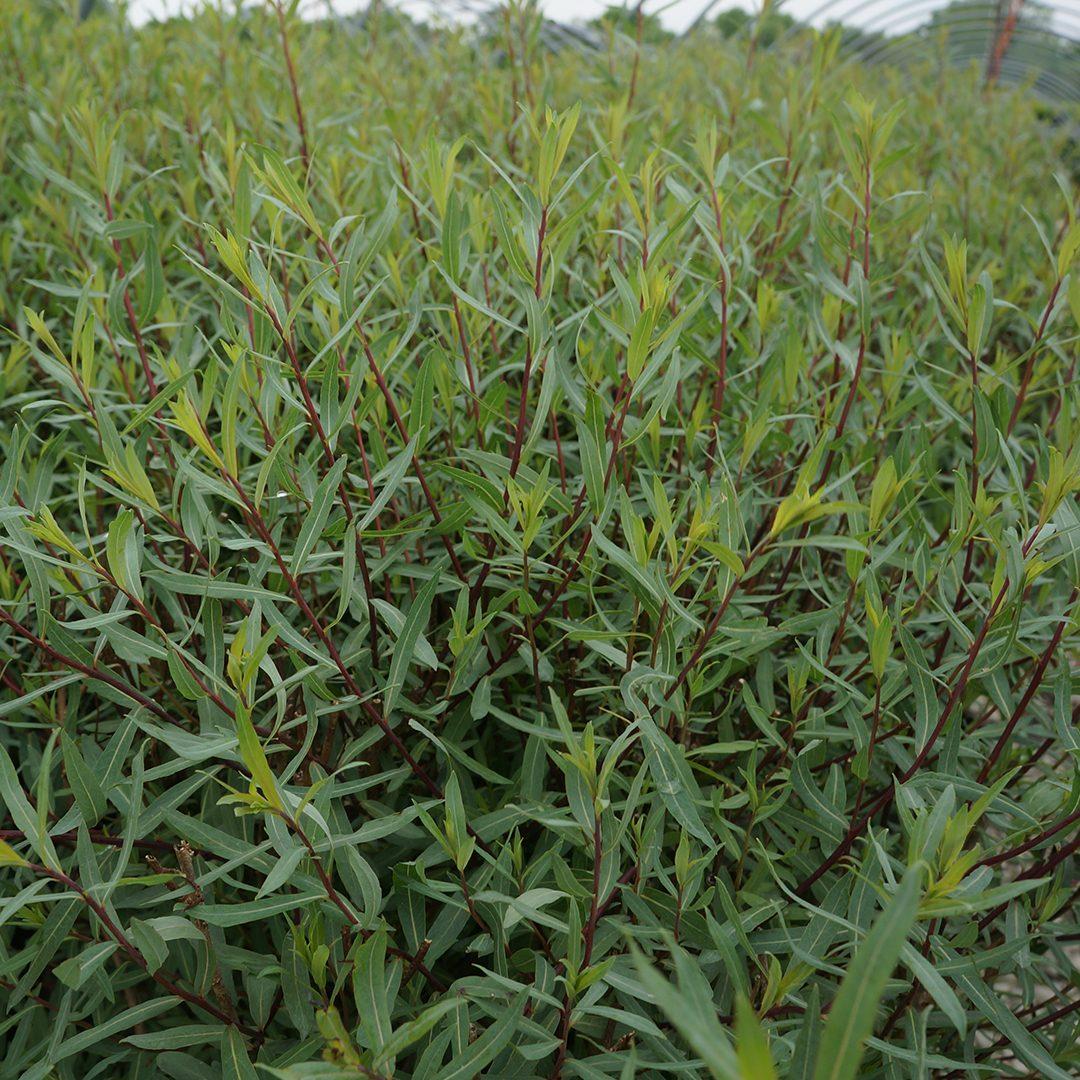 Salix Purpurea Nana - View 7 from www redcrocus com