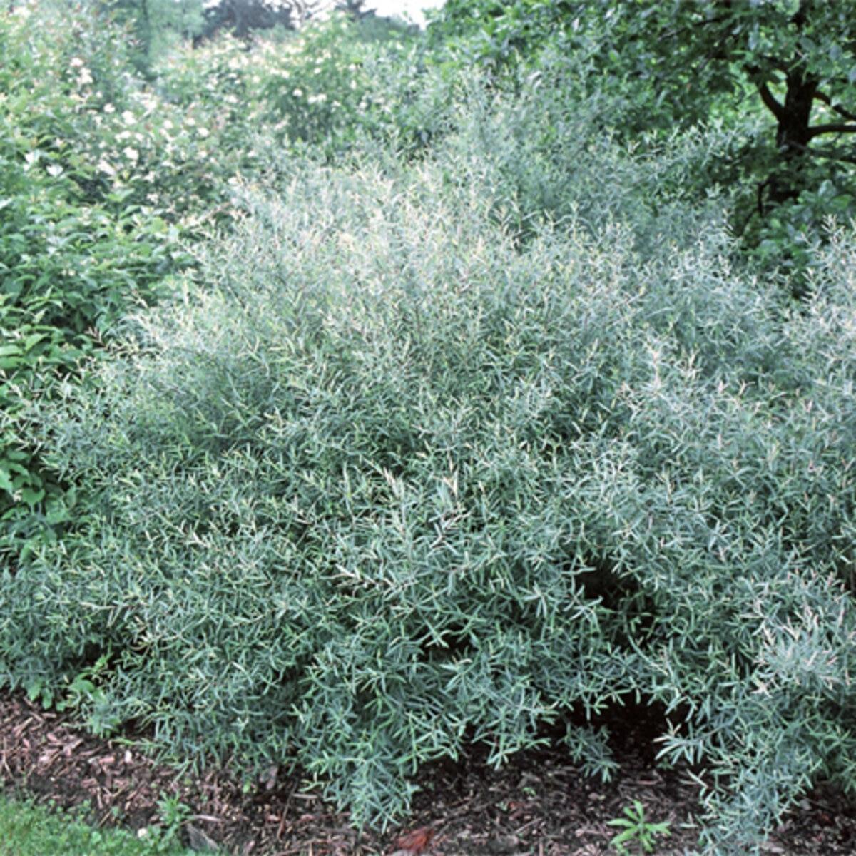Salix Purpurea Nana - View 9 from www redcrocus com