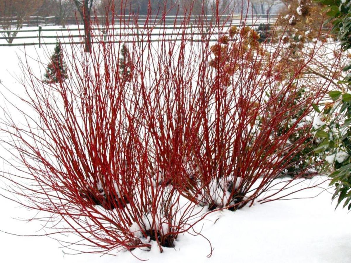 Cornus Sericea Arctic Fire - View 10 from www redcrocus com