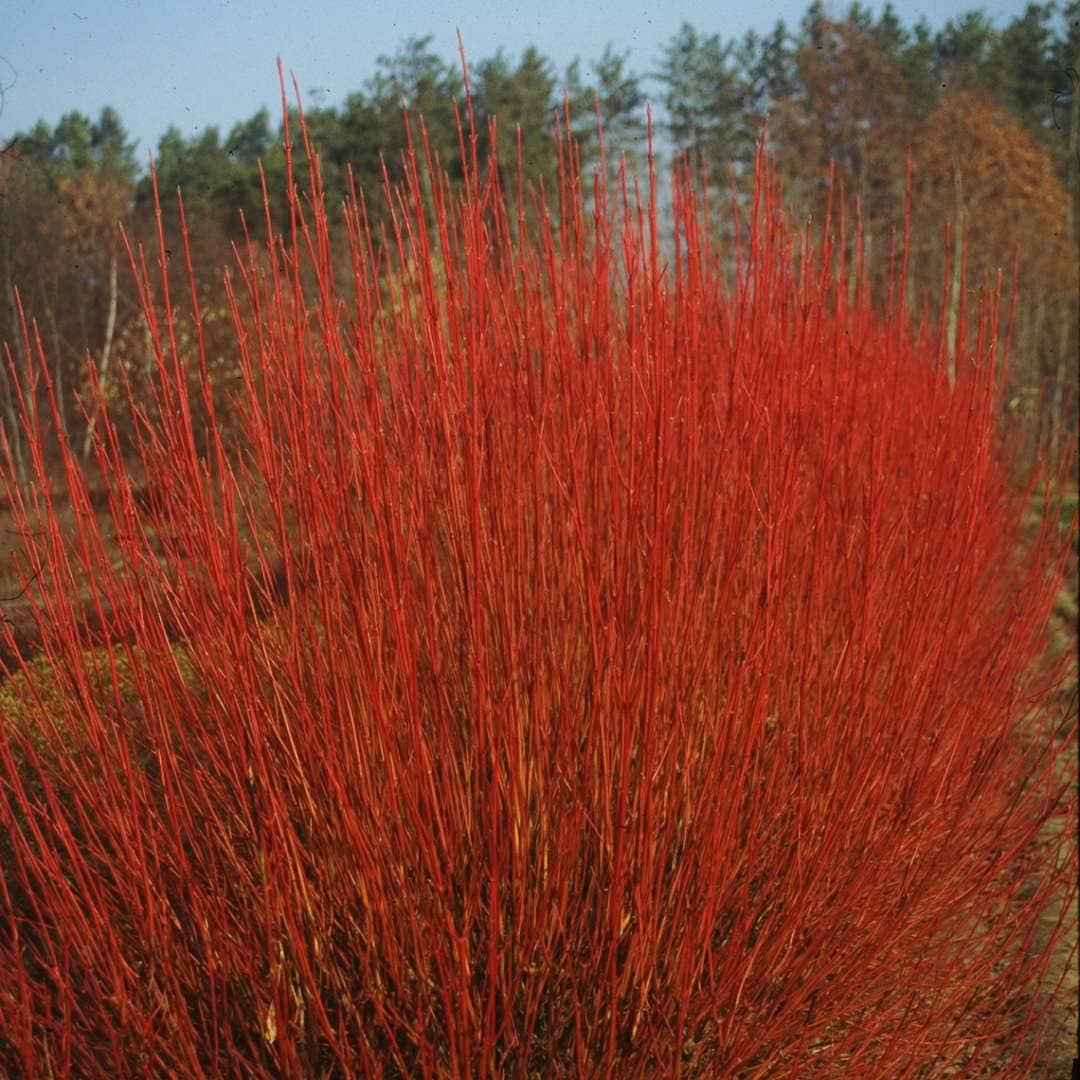 Cornus Sericea Arctic Fire - View 12 from www redcrocus com