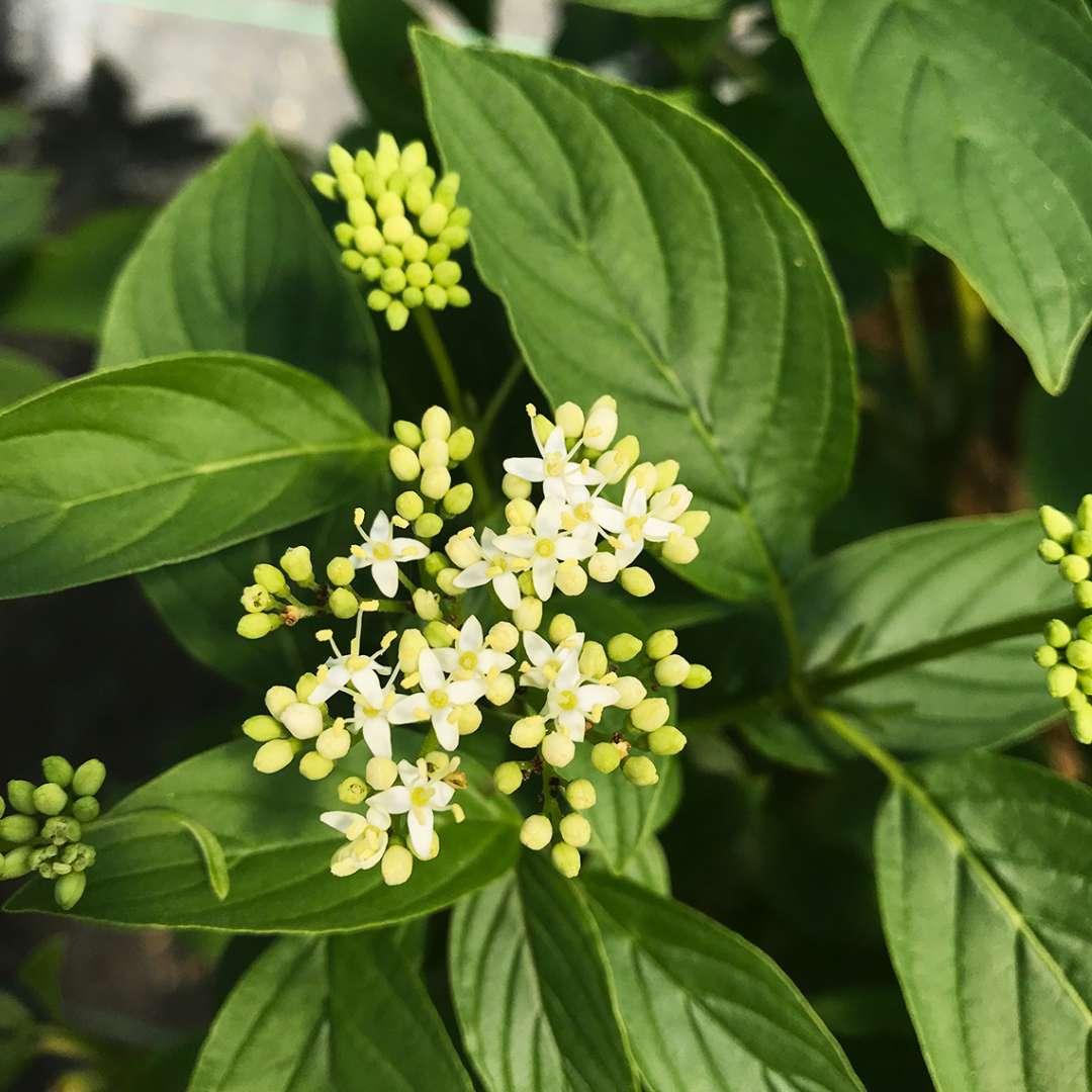 Cornus Sericea Arctic Fire - View 13 from www redcrocus com