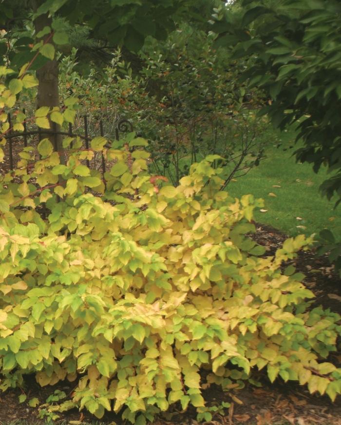 Cornus Sericea Arctic Fire - View 14 from www redcrocus com
