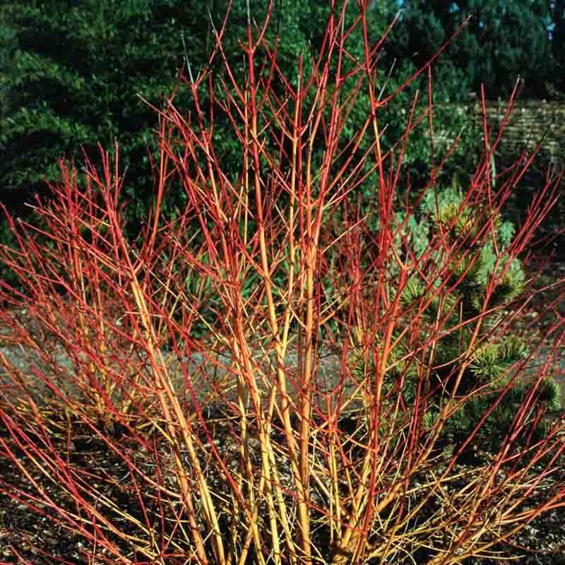 Cornus Sericea Arctic Fire - View 16 from www redcrocus com
