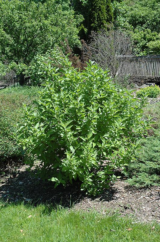 Cornus Sericea Arctic Fire - View 1 from www redcrocus com