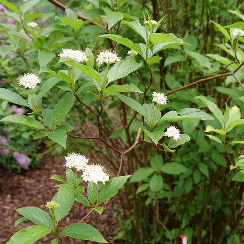 Cornus Sericea Arctic Fire - View 6 from www redcrocus com