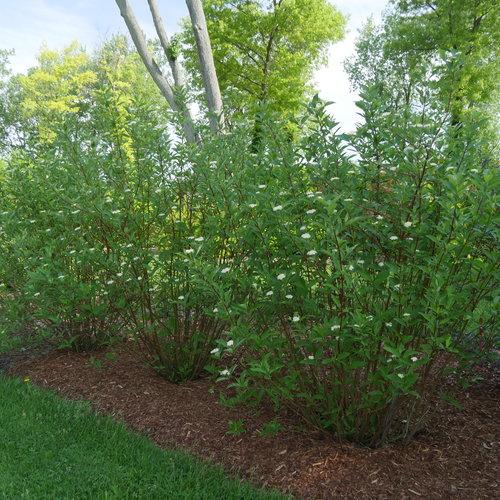 Cornus Sericea Arctic Fire - View 8 from www redcrocus com