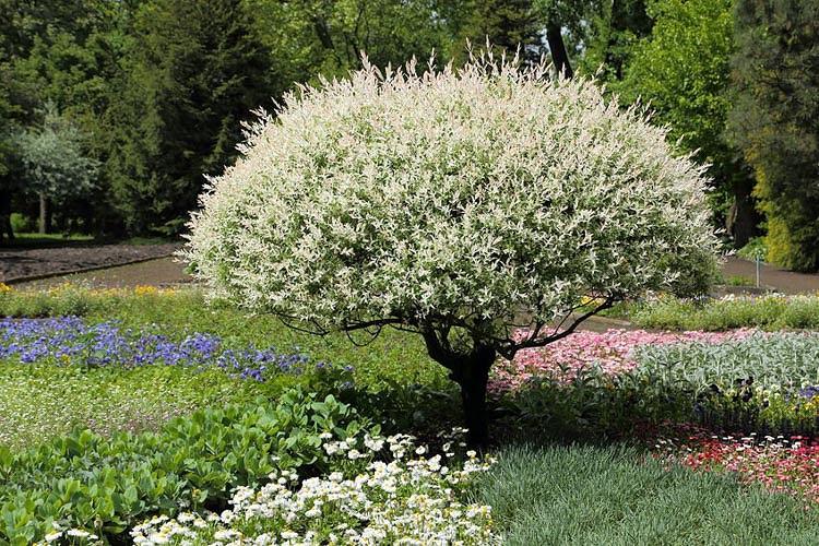Salix Integra Hakuro Nishiki Tree Form - View 10 from www redcrocus com