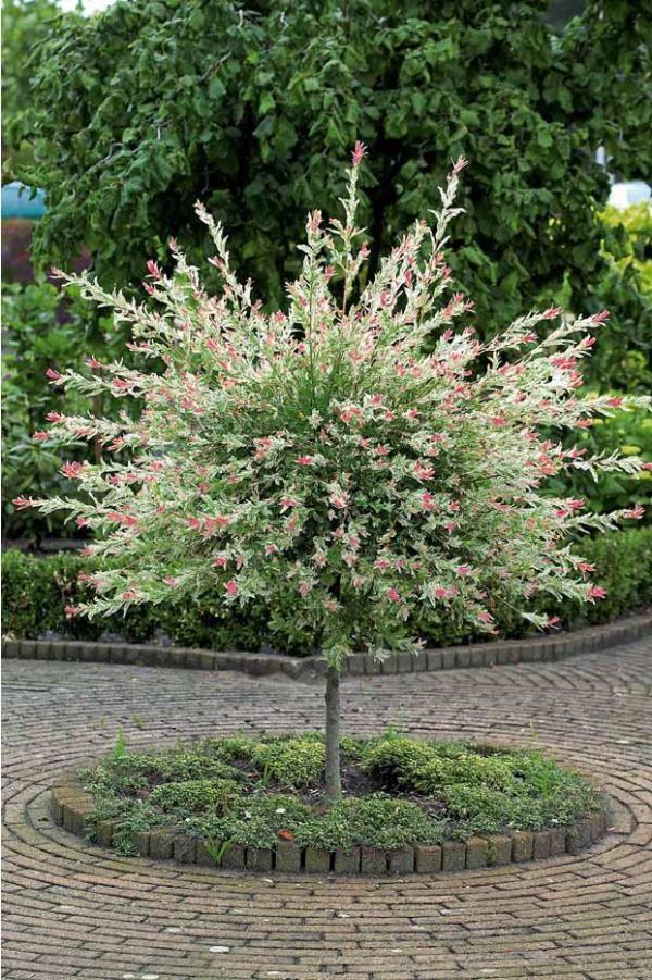 Salix Integra Hakuro Nishiki Tree Form - View 14 from www redcrocus com