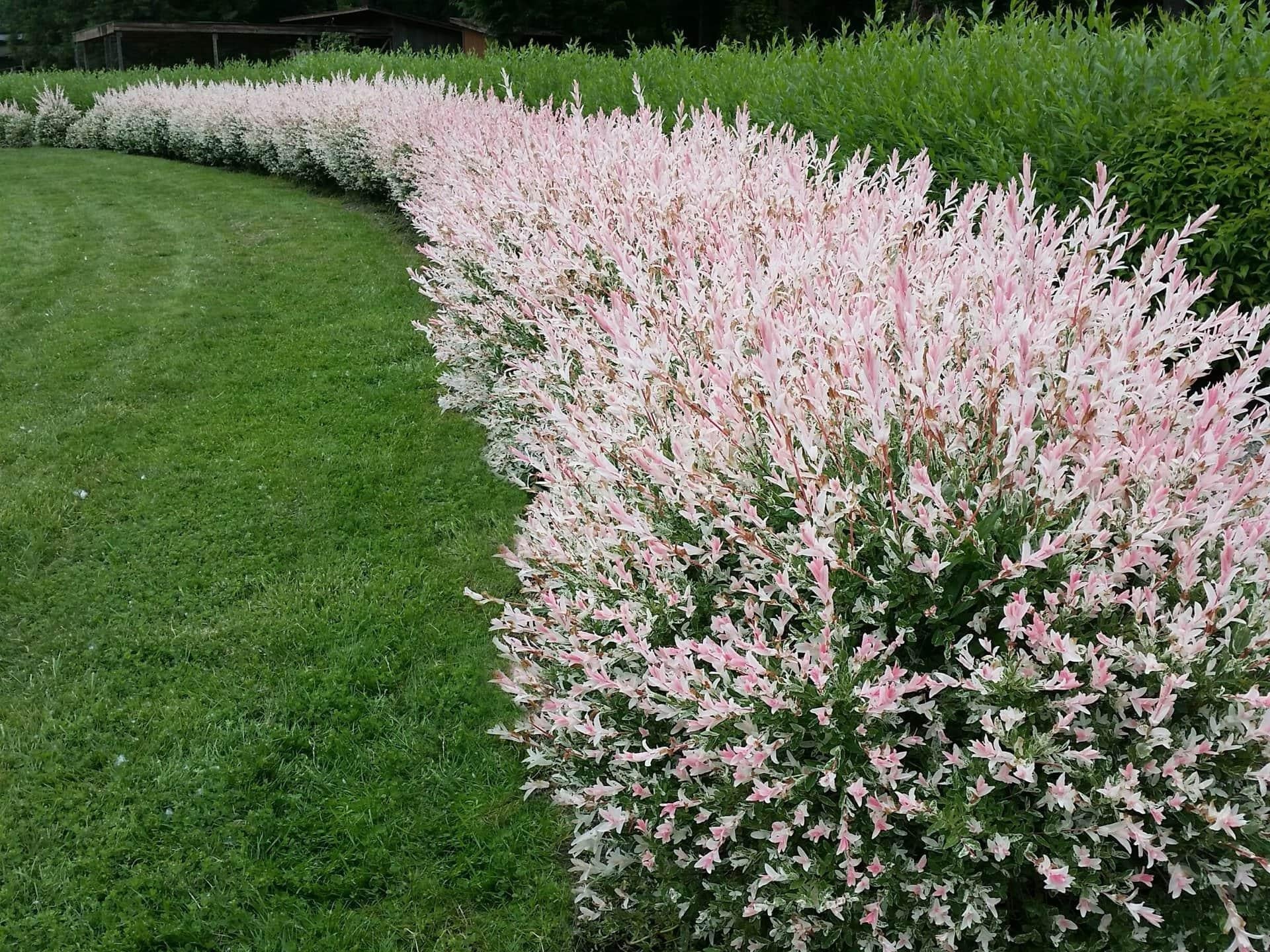 Salix Integra Hakuro Nishiki Tree Form - View 15 from www redcrocus com