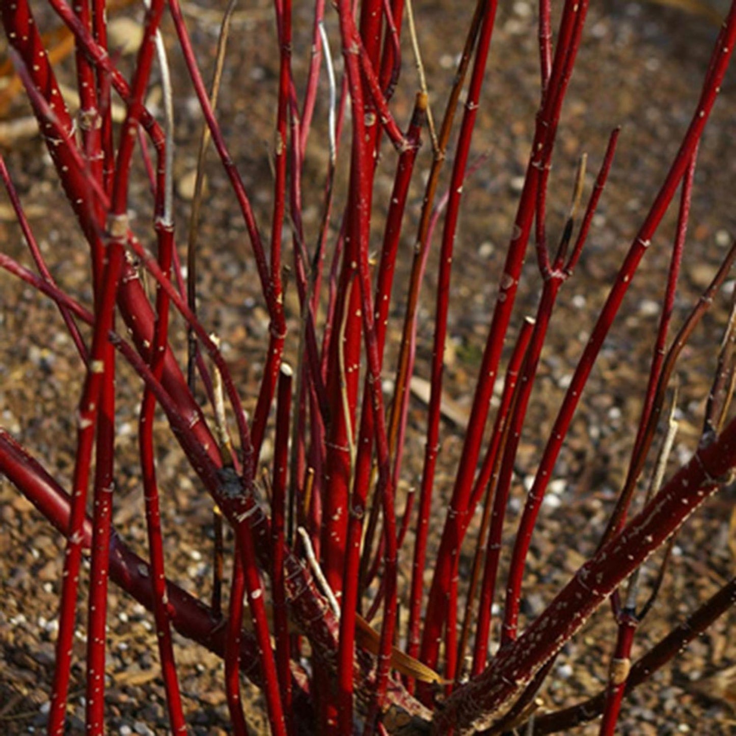 Cornus Sericea Arctic Fire - View 12 from www redcrocus com