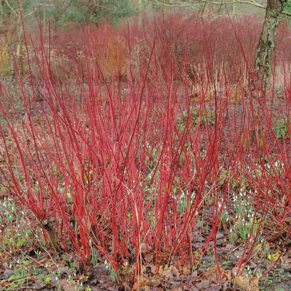 Cornus Sericea Arctic Fire - View 15 from www redcrocus com