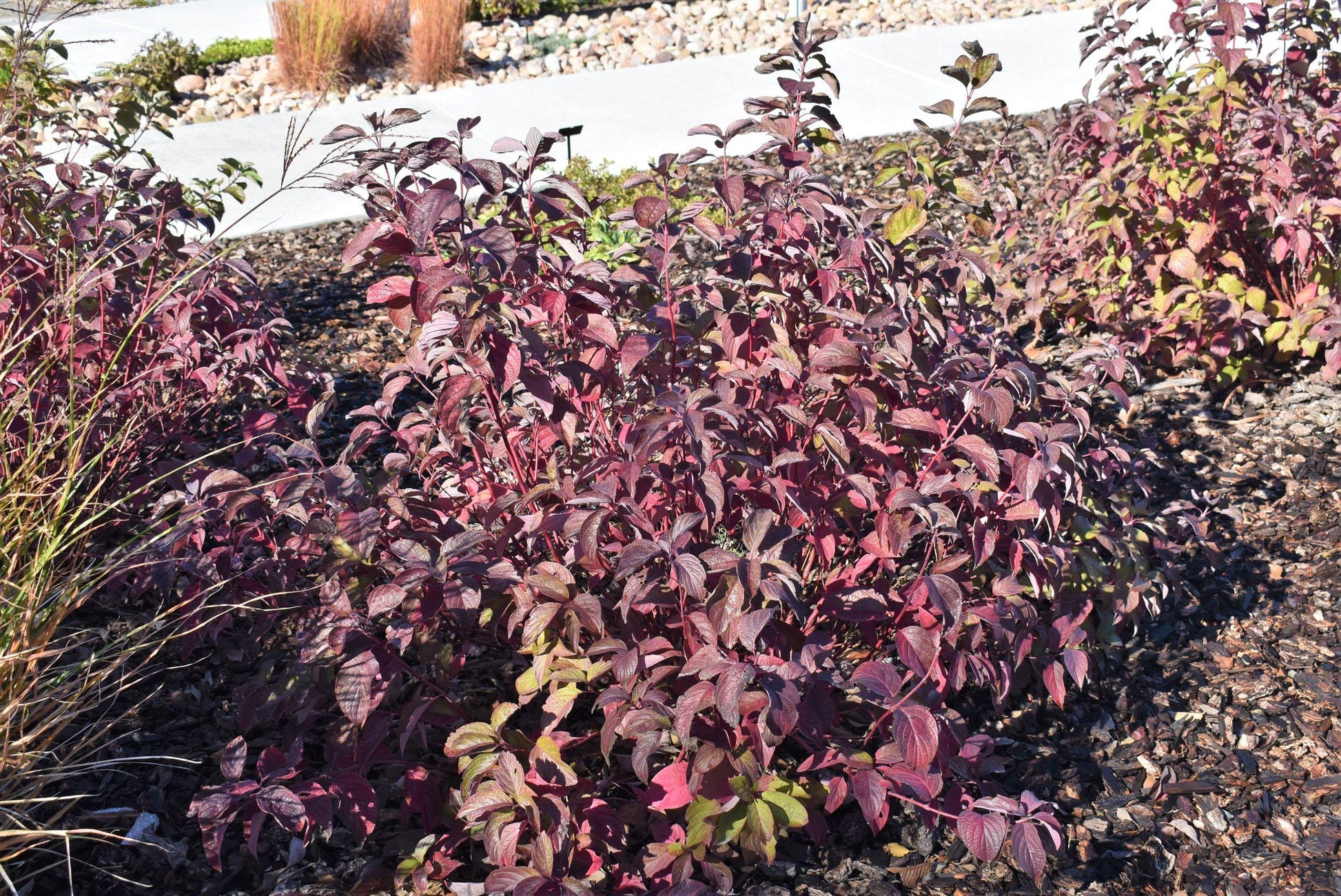 Cornus Sericea Arctic Fire - View 17 from www redcrocus com
