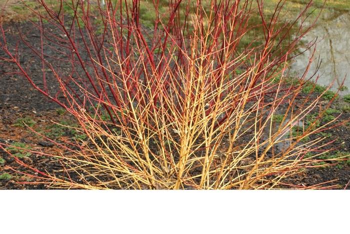 Cornus Sericea Arctic Fire - View 18 from www redcrocus com