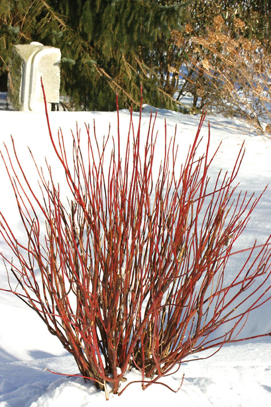 Cornus Sericea Arctic Fire - View 3 from www redcrocus com