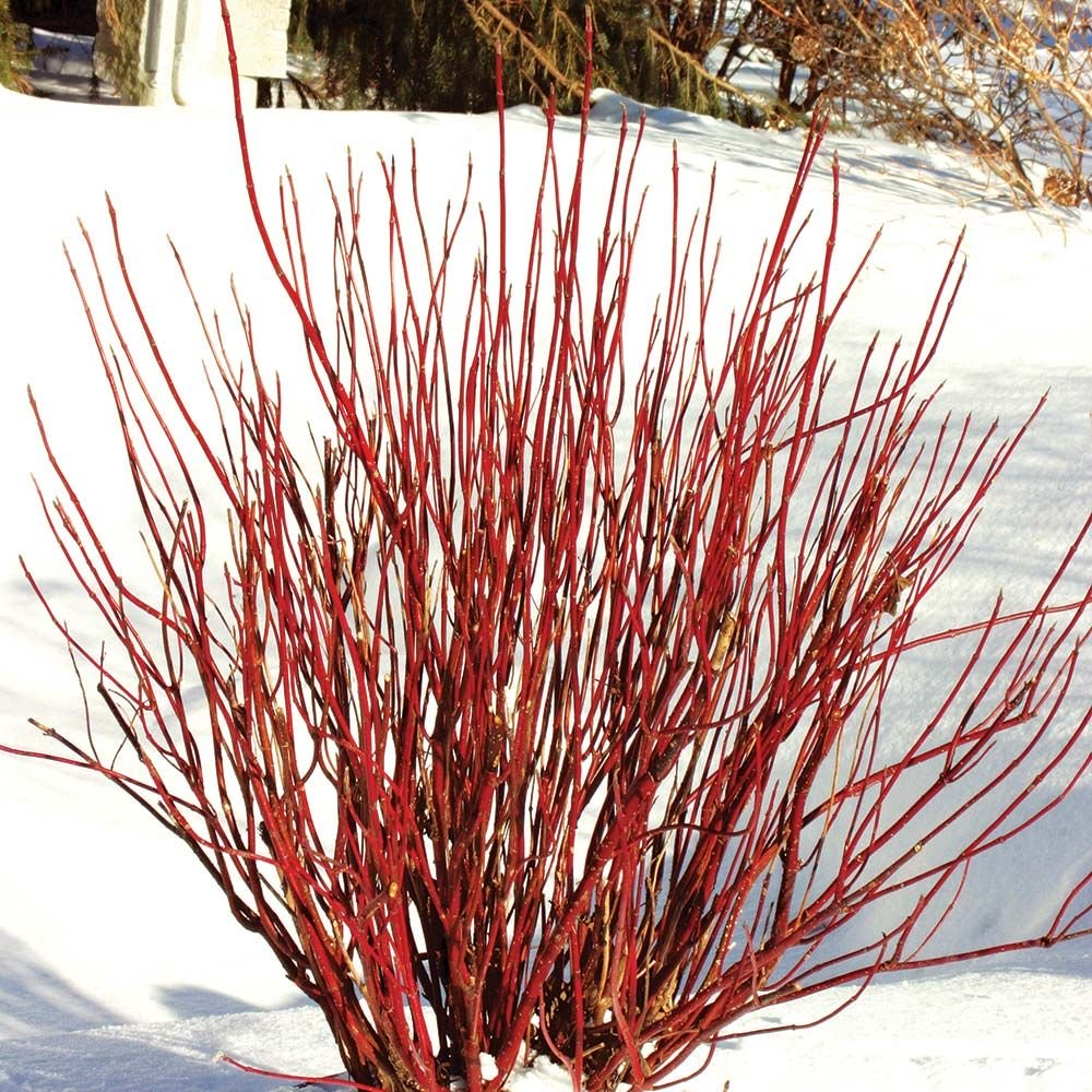 Cornus Sericea Arctic Fire - View 8 from www redcrocus com