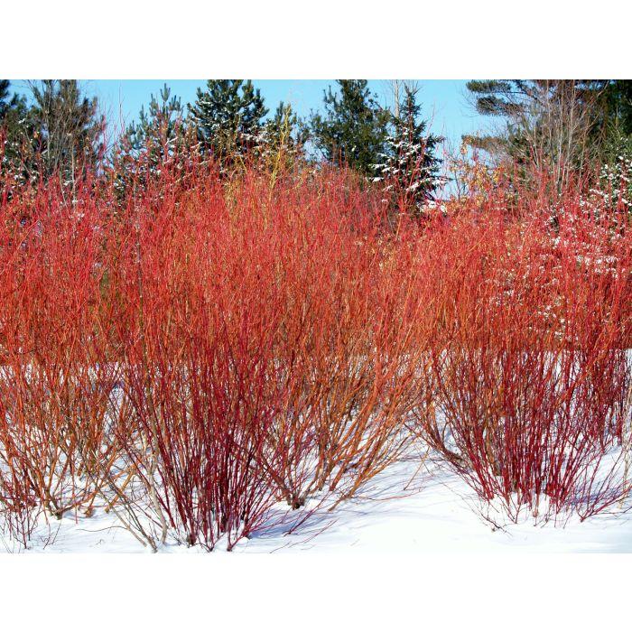 Cornus Sericea Arctic Fire - View 9 from www redcrocus com