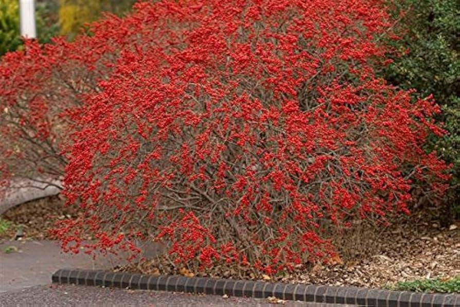 Ilex Verticillata 'red Sprite' - View 15 from www redcrocus com