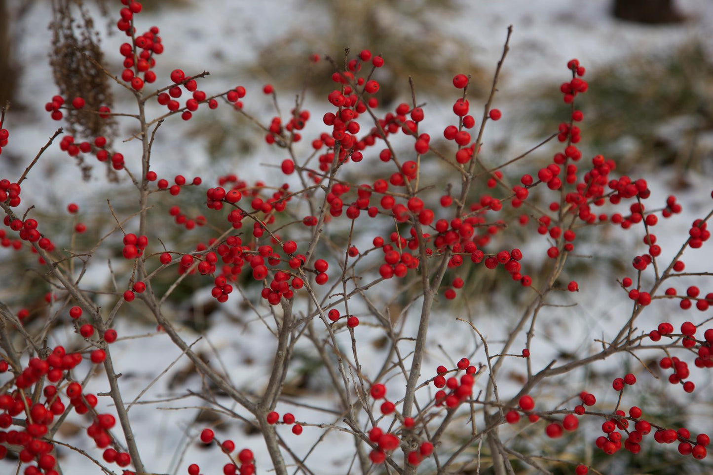 Ilex Verticillata 'red Sprite' - View 17 from www redcrocus com