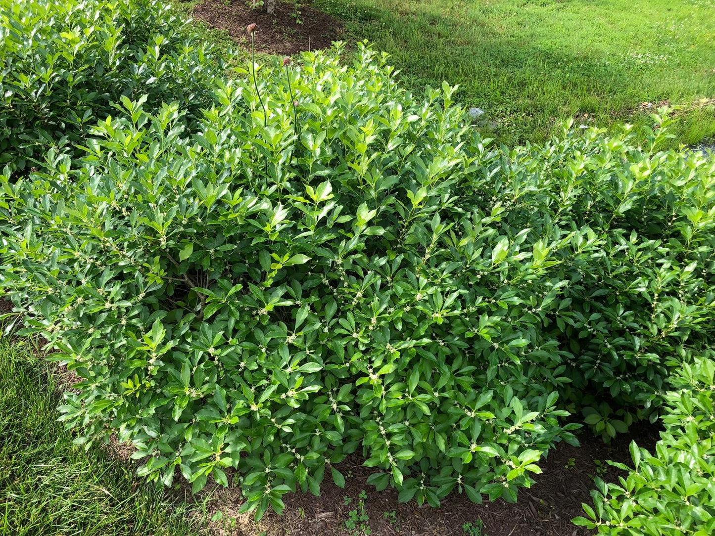 Ilex Verticillata 'red Sprite' - View 18 from www redcrocus com