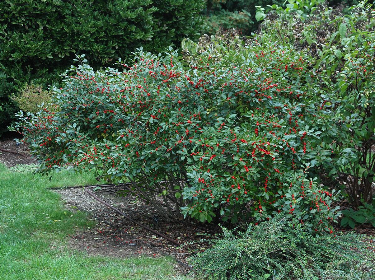 Ilex Verticillata 'red Sprite' - View 1 from www redcrocus com
