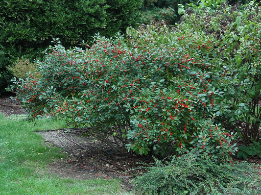 Ilex Verticillata 'red Sprite' - View 1 from www redcrocus com