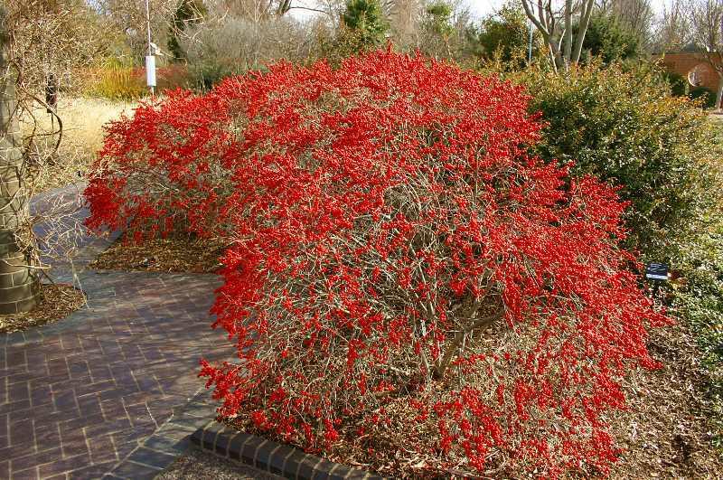 Ilex Verticillata 'red Sprite' - View 21 from www redcrocus com