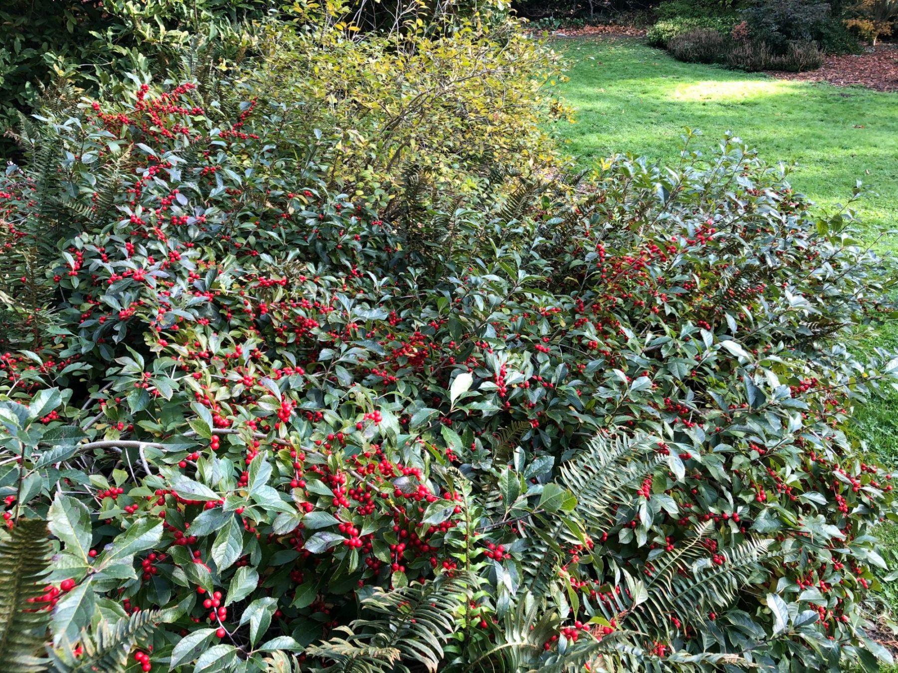Ilex Verticillata 'red Sprite' - View 23 from www redcrocus com