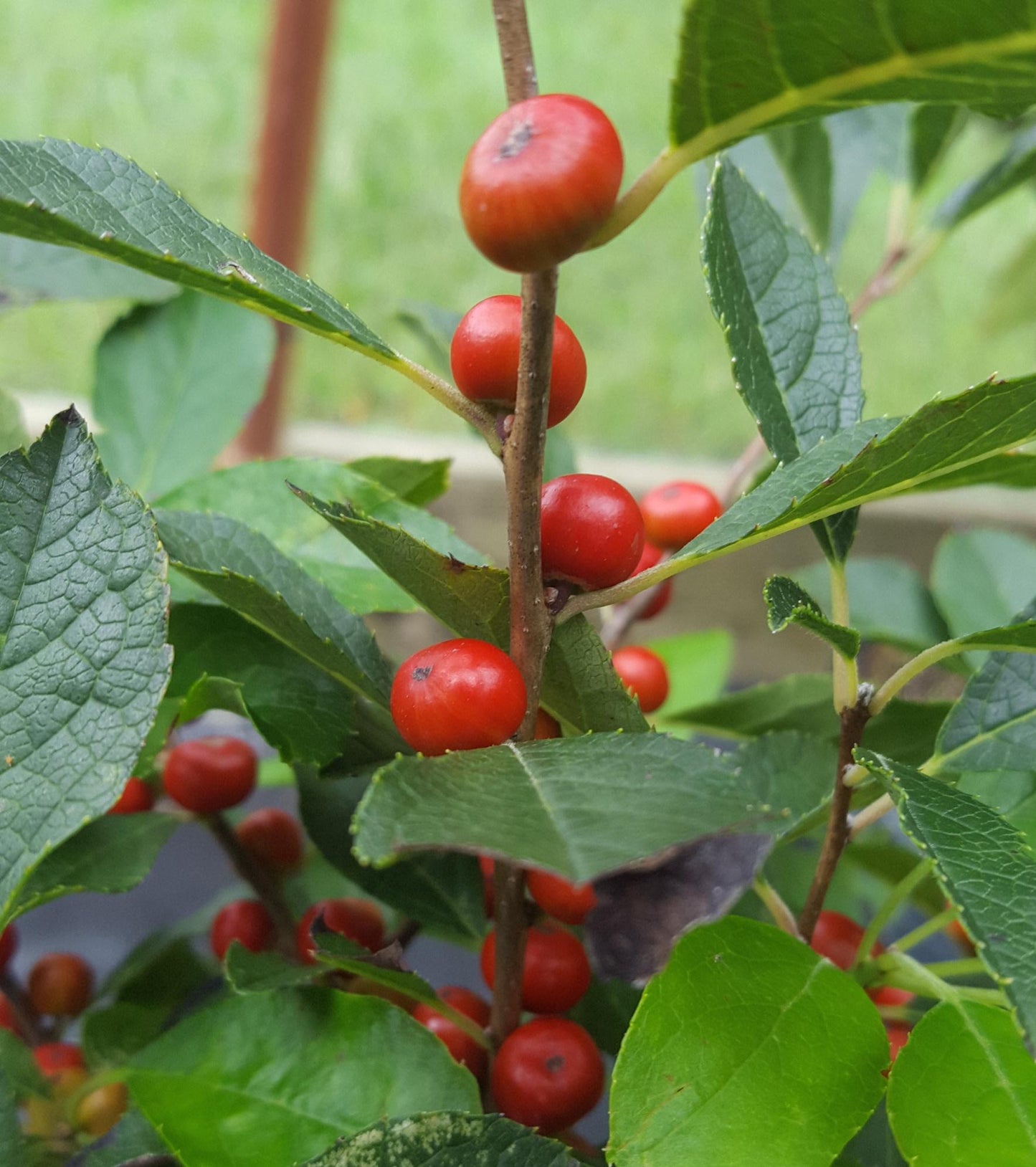Ilex Verticillata 'red Sprite' - View 24 from www redcrocus com