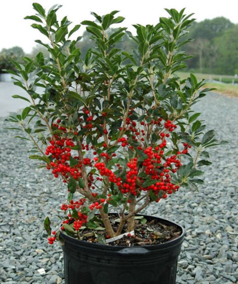 Ilex Verticillata 'red Sprite' - View 26 from www redcrocus com