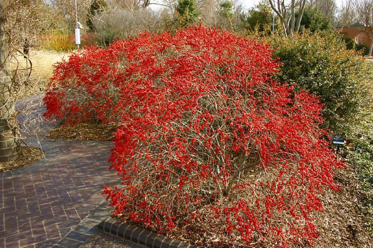 Ilex Verticillata 'red Sprite' - View 27 from www redcrocus com