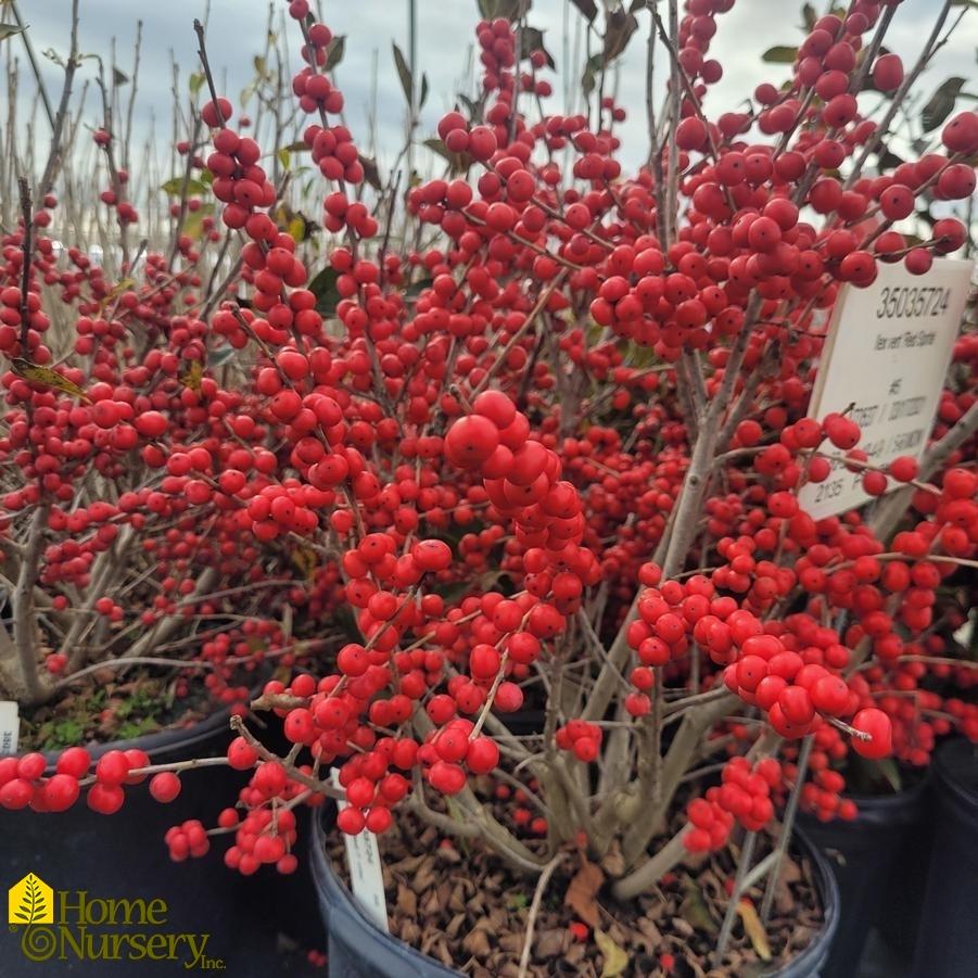 Ilex Verticillata 'red Sprite' - View 28 from www redcrocus com