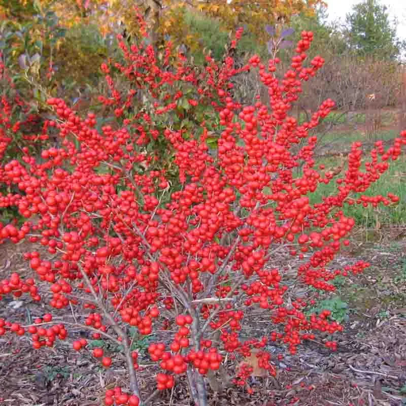 Ilex Verticillata 'red Sprite' - View 2 from www redcrocus com