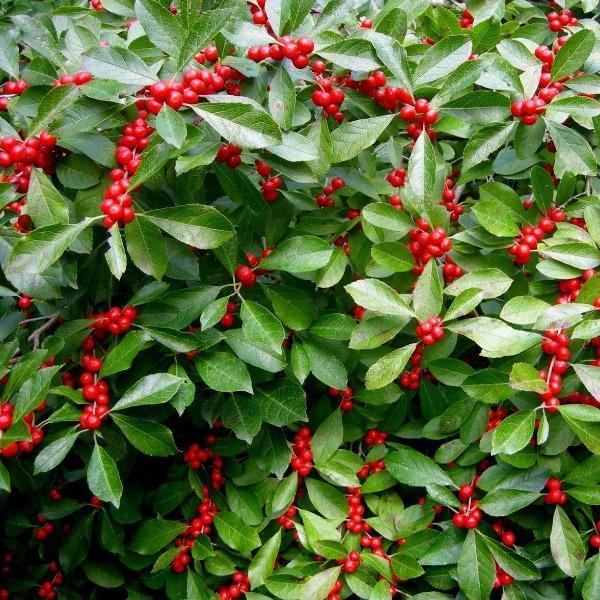 Ilex Verticillata 'red Sprite' - View 32 from www redcrocus com