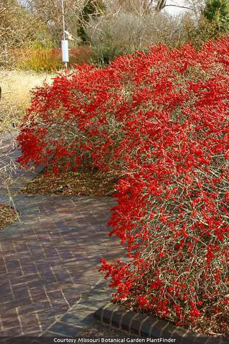 Ilex Verticillata 'red Sprite' - View 35 from www redcrocus com