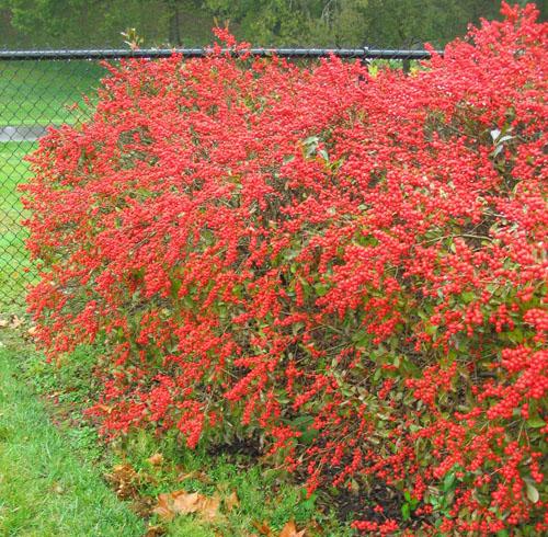 Ilex Verticillata 'red Sprite' - View 37 from www redcrocus com