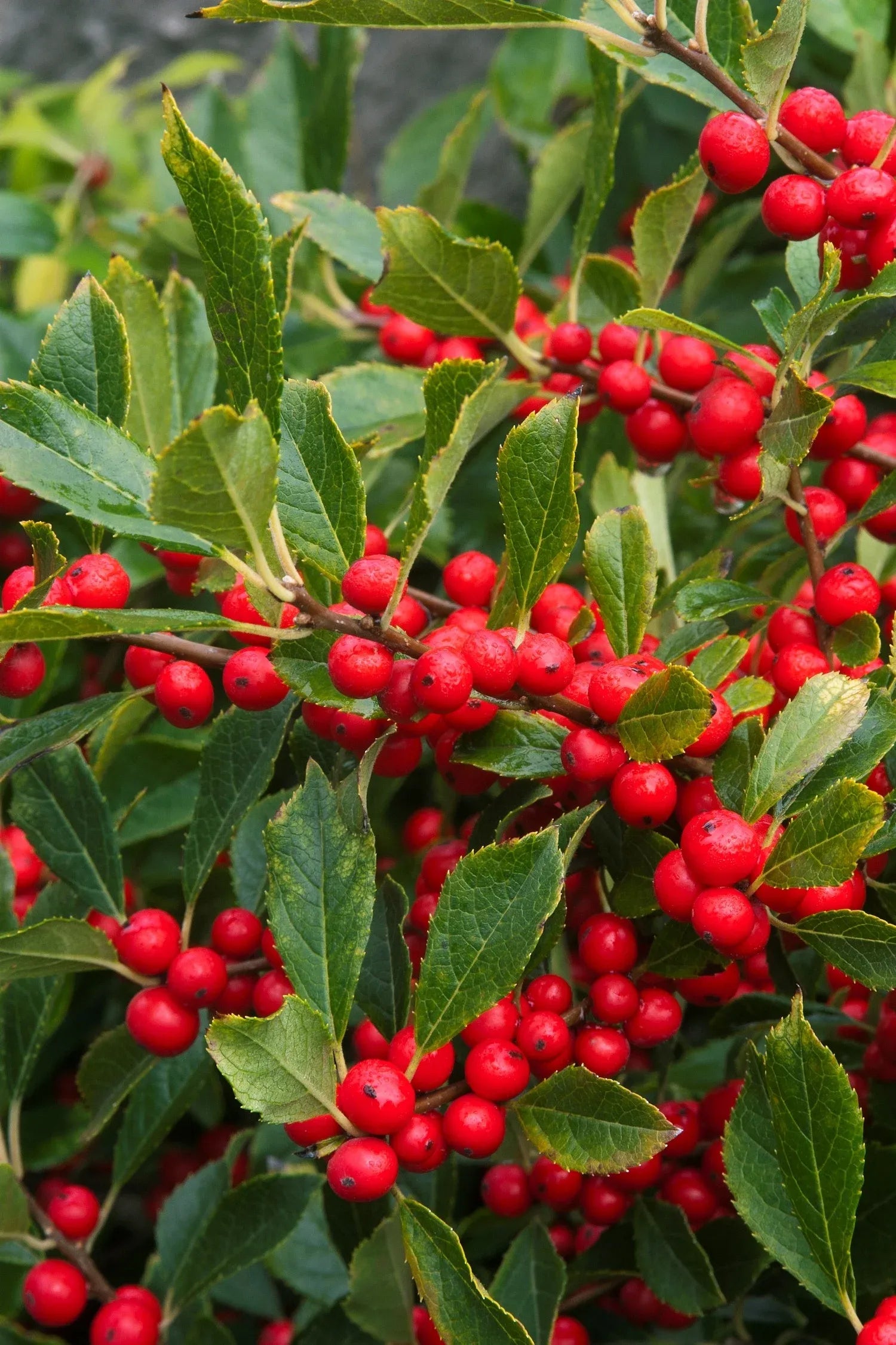 Ilex Verticillata 'red Sprite' - View 3 from www redcrocus com